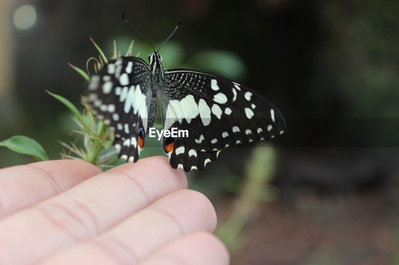 Close-up of butterfly on hand