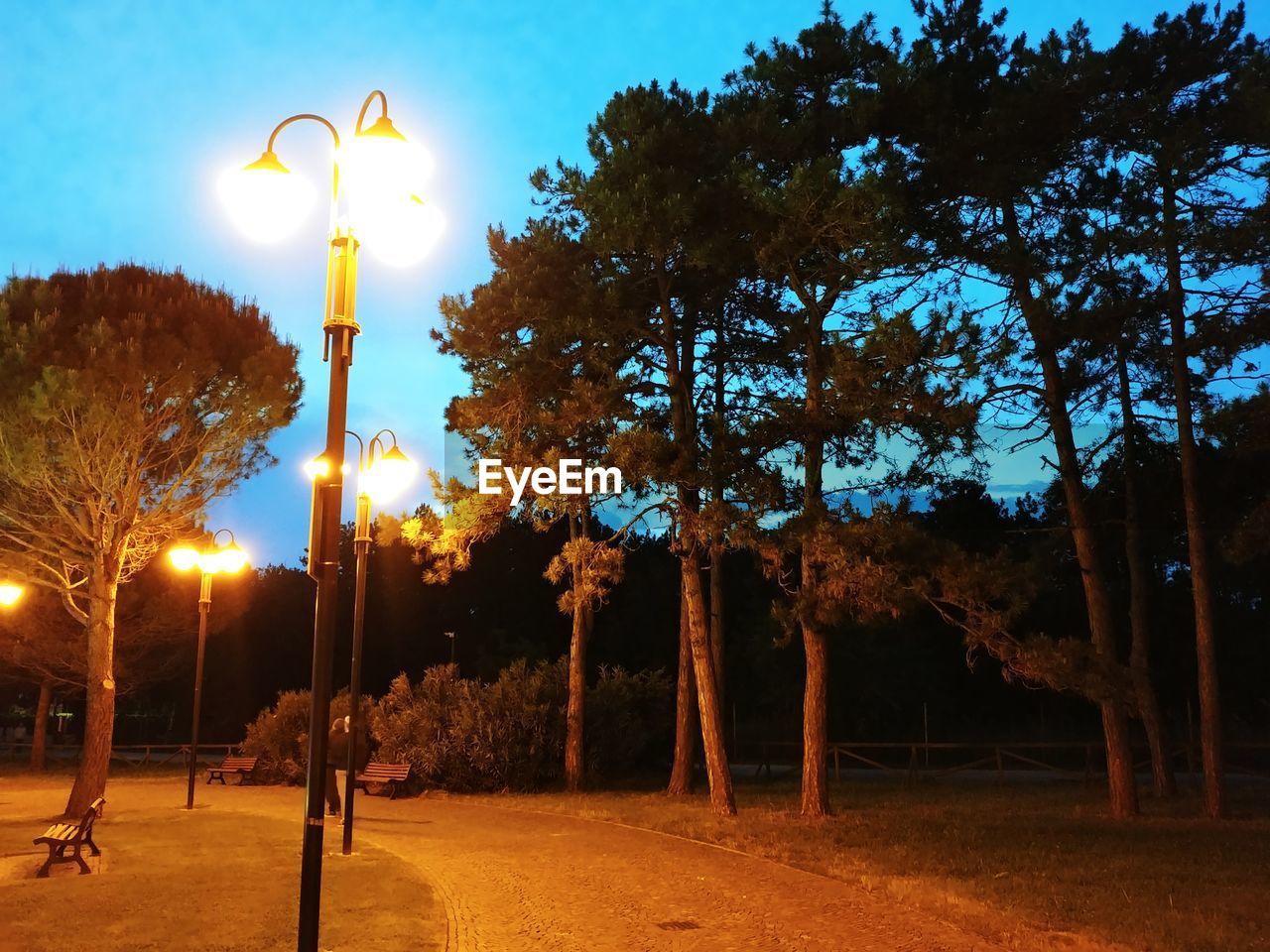 STREET LIGHT ON FIELD BY TREES AT NIGHT