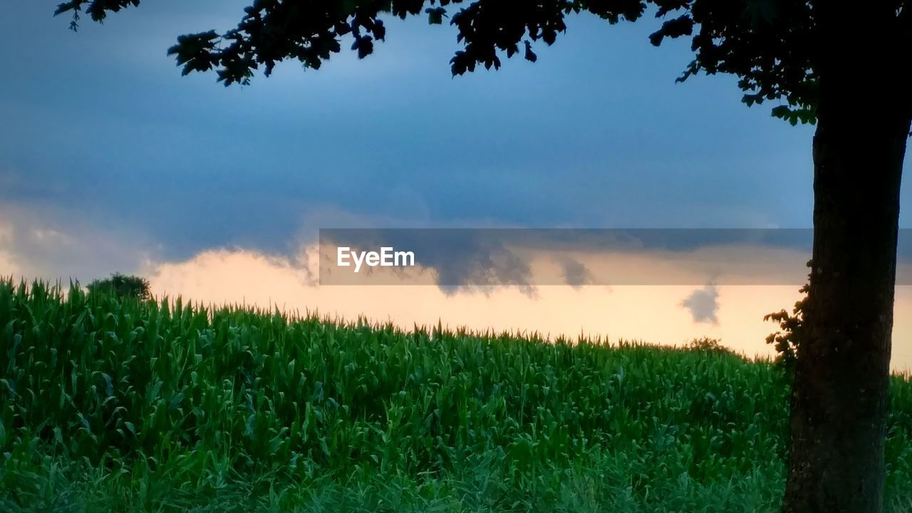 VIEW OF FIELD AGAINST SKY