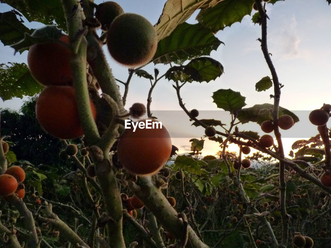 Close-up of fruits growing against sky