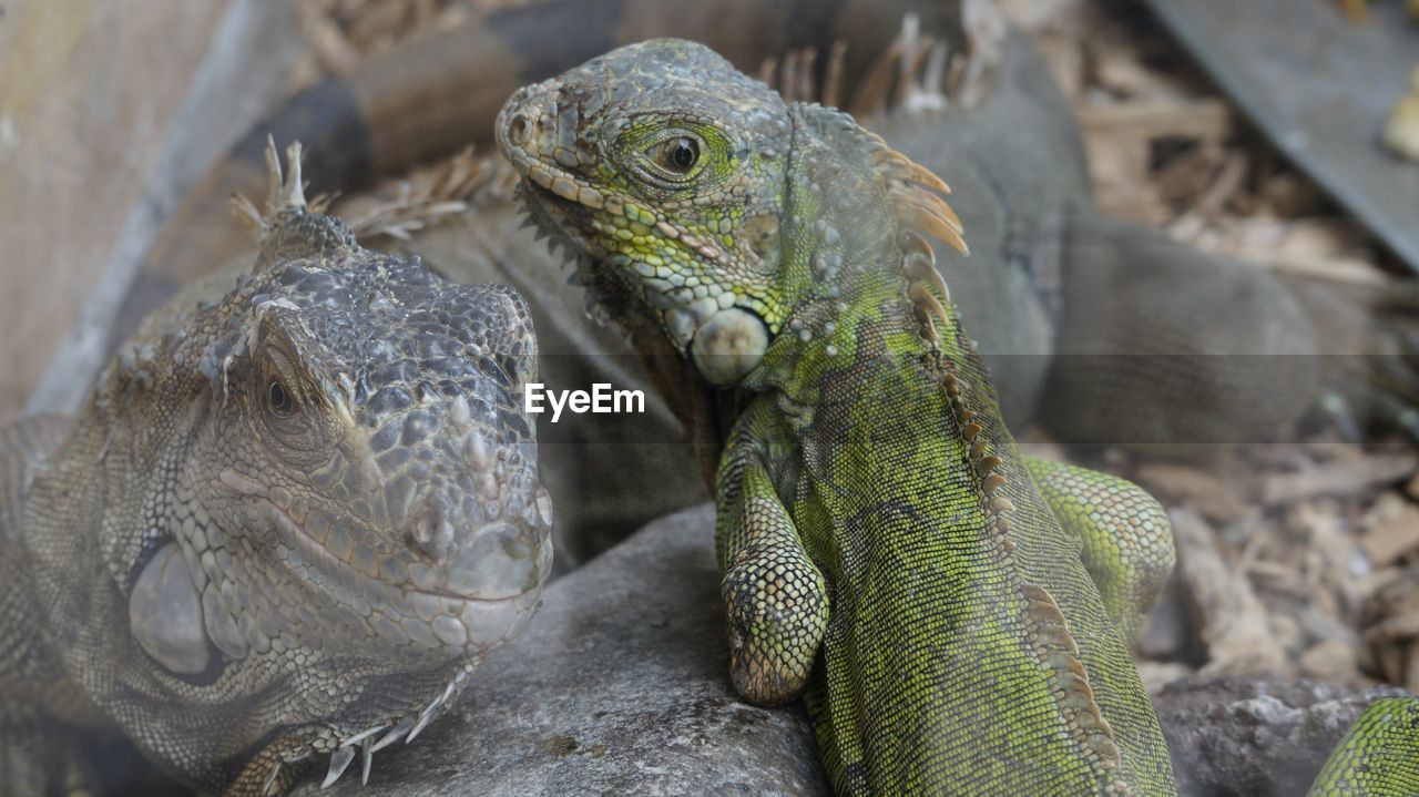 Close-up of iguana