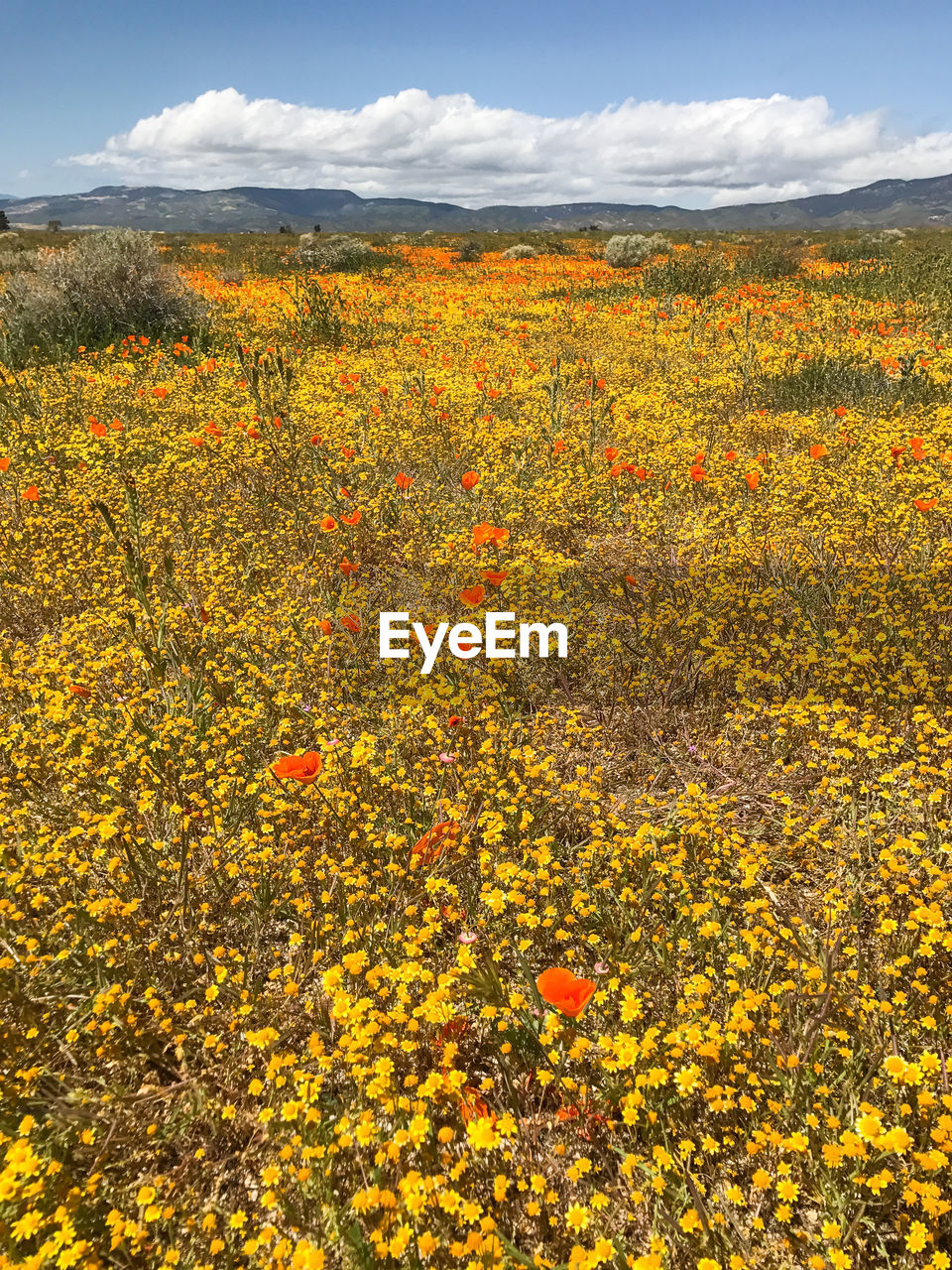 YELLOW FLOWERS BLOOMING ON FIELD