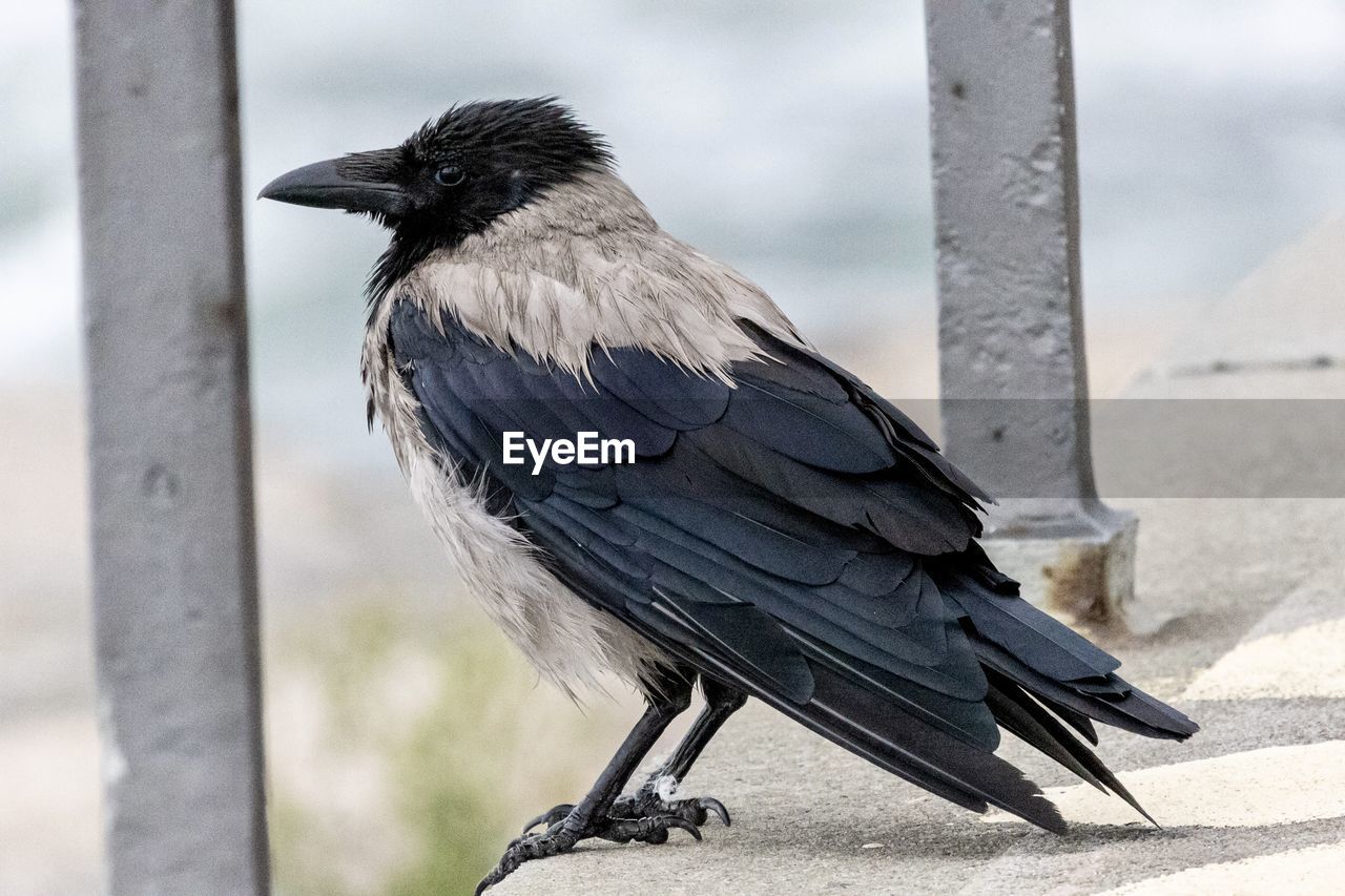 Close-up of raven perching on railing