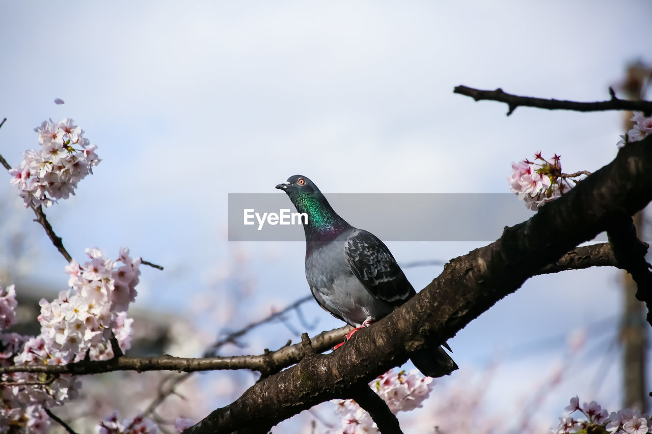bird, flower, plant, tree, animal, animal themes, spring, animal wildlife, branch, blossom, wildlife, nature, cherry blossom, flowering plant, beauty in nature, springtime, perching, no people, pink, outdoors, sky, fragility, day, low angle view, winter, cherry tree, one animal, focus on foreground, freshness