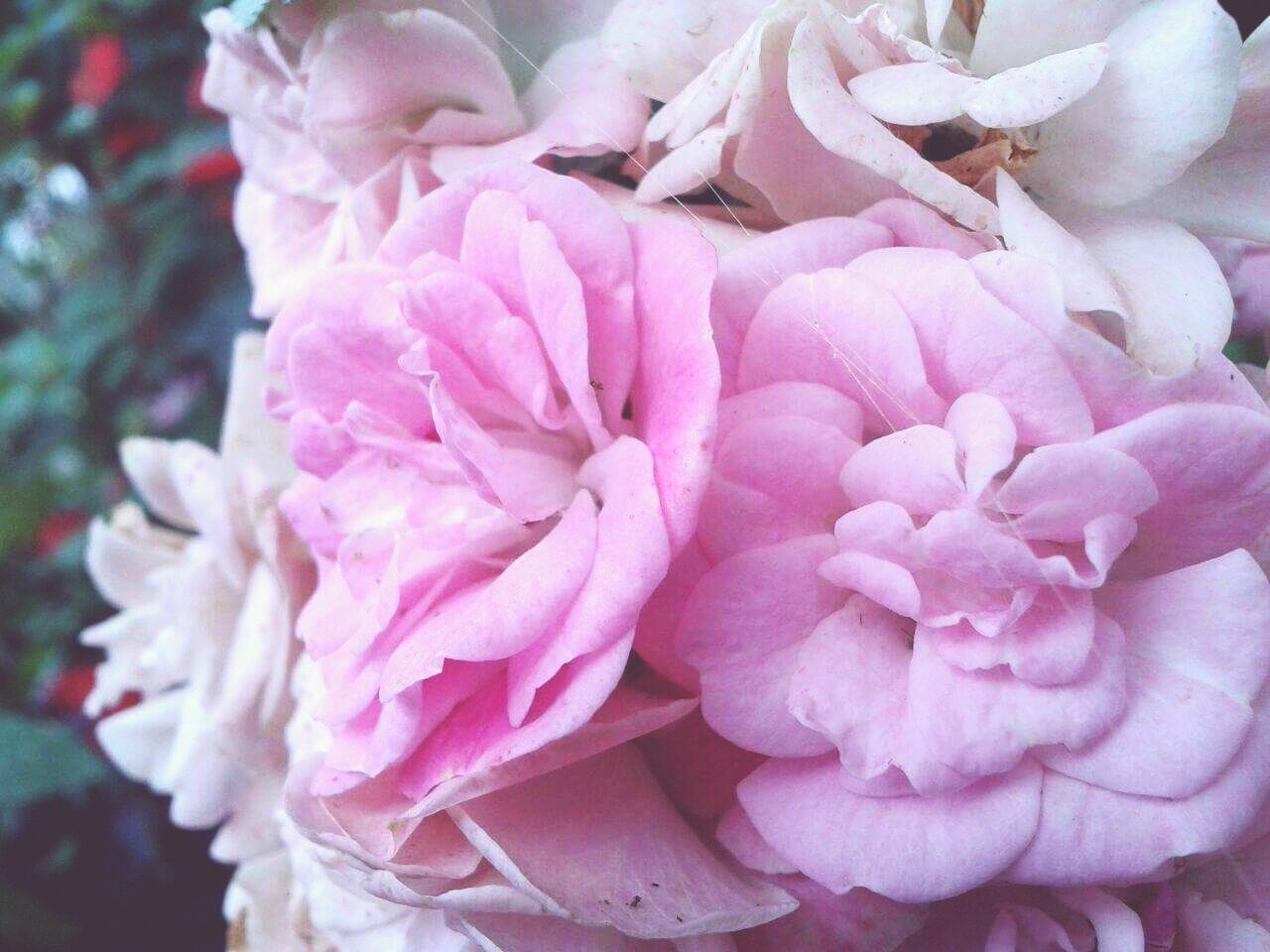 CLOSE-UP OF PINK AND WHITE FLOWERS