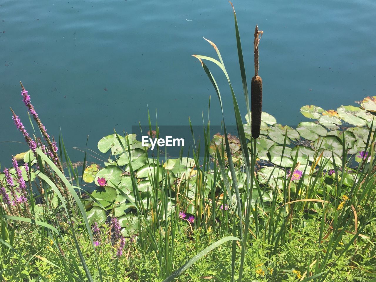 Close-up of plants against lake