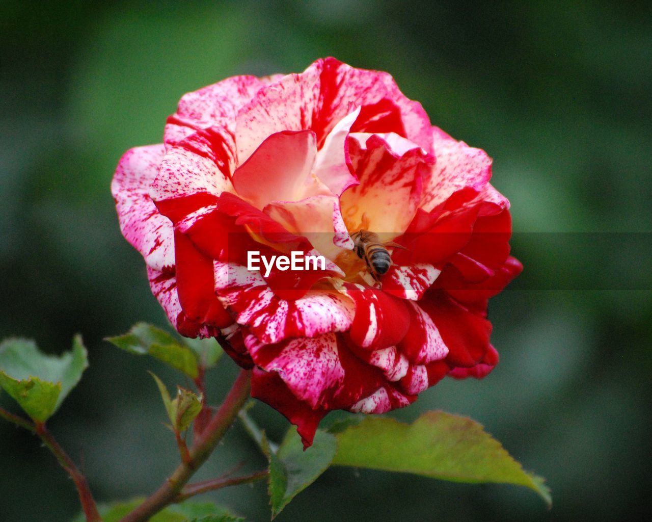CLOSE-UP OF RED ROSES