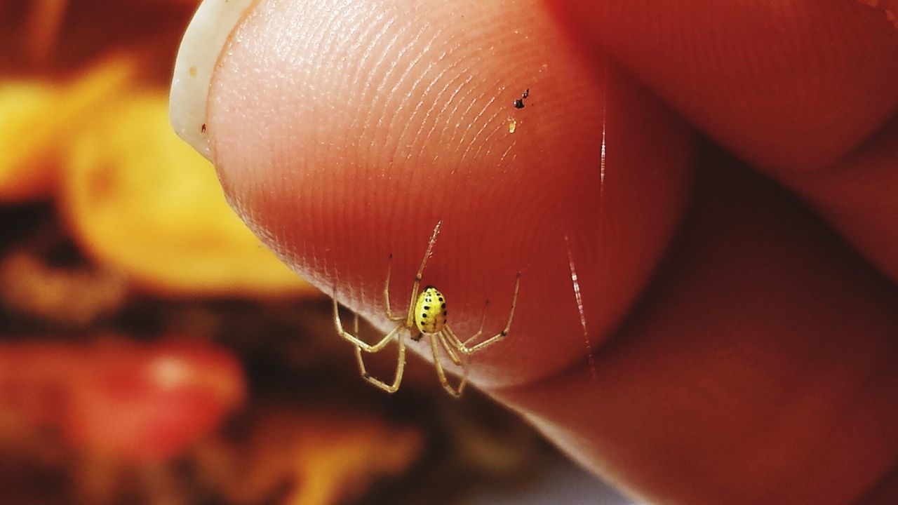 Close-up of spider on woman finger