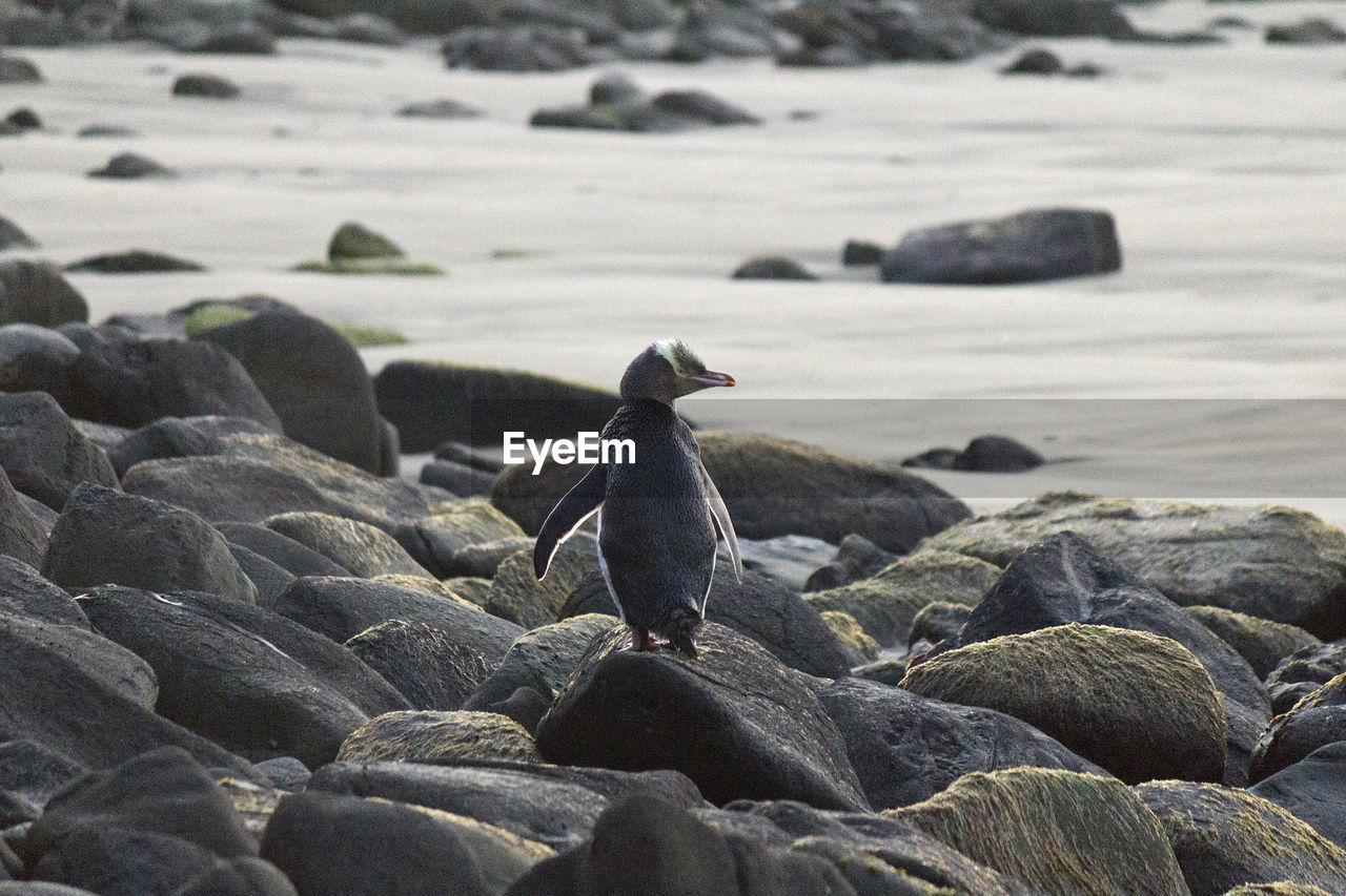 Yellow eyed penguin returns to nest