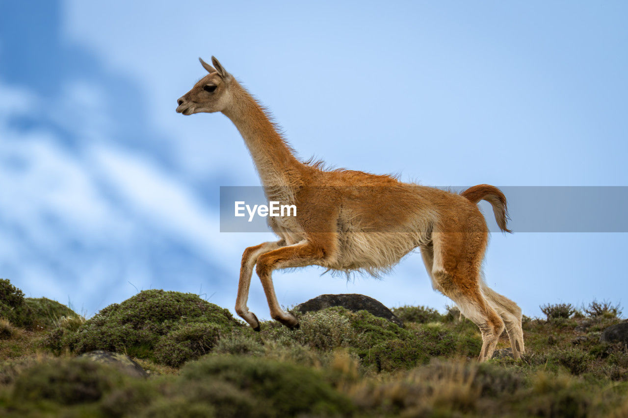 animal, animal themes, mammal, animal wildlife, one animal, wildlife, sky, no people, side view, nature, full length, standing, domestic animals, day, outdoors, environment, plant, landscape