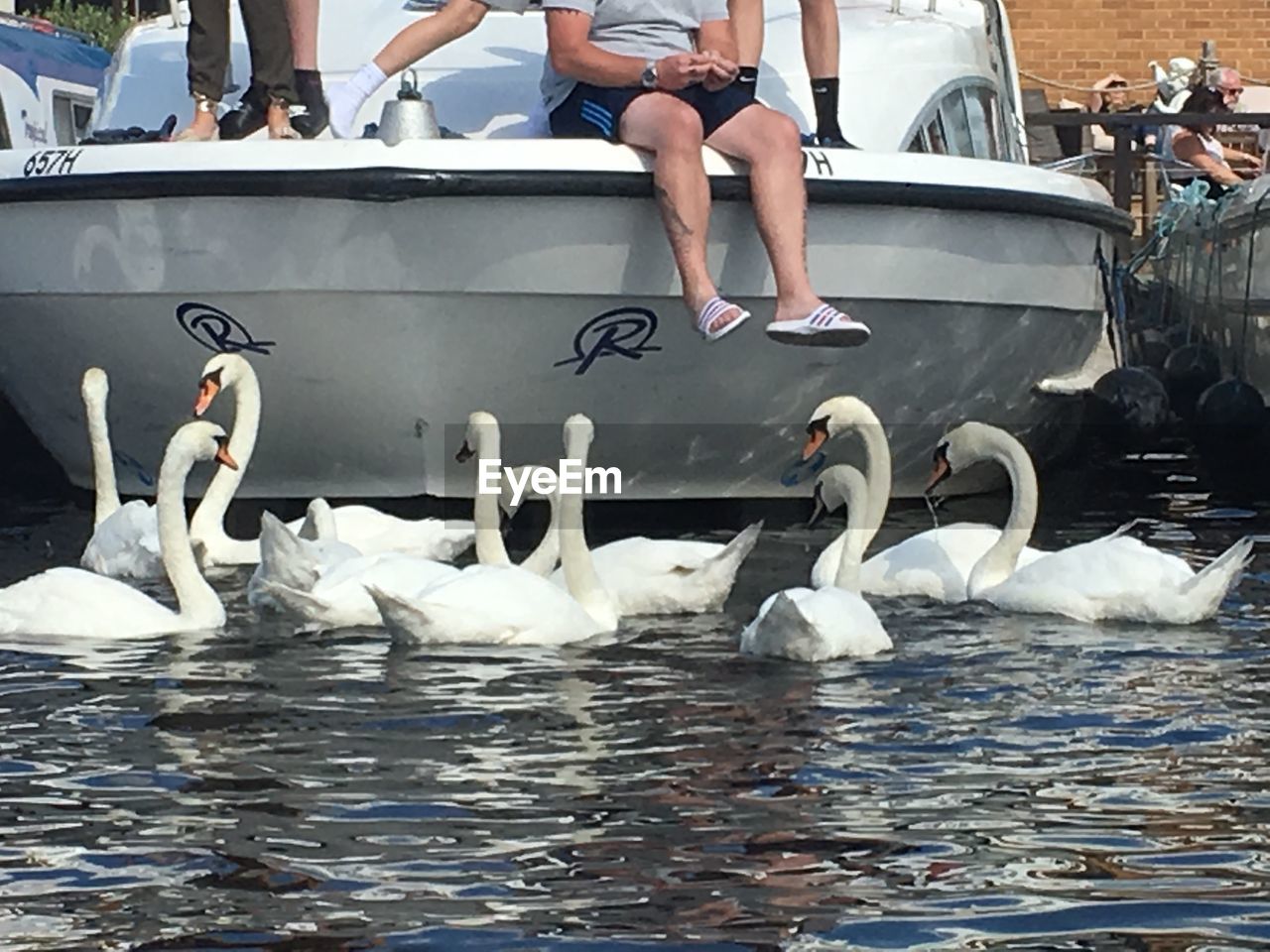 LOW SECTION OF SWANS SWIMMING ON LAKE