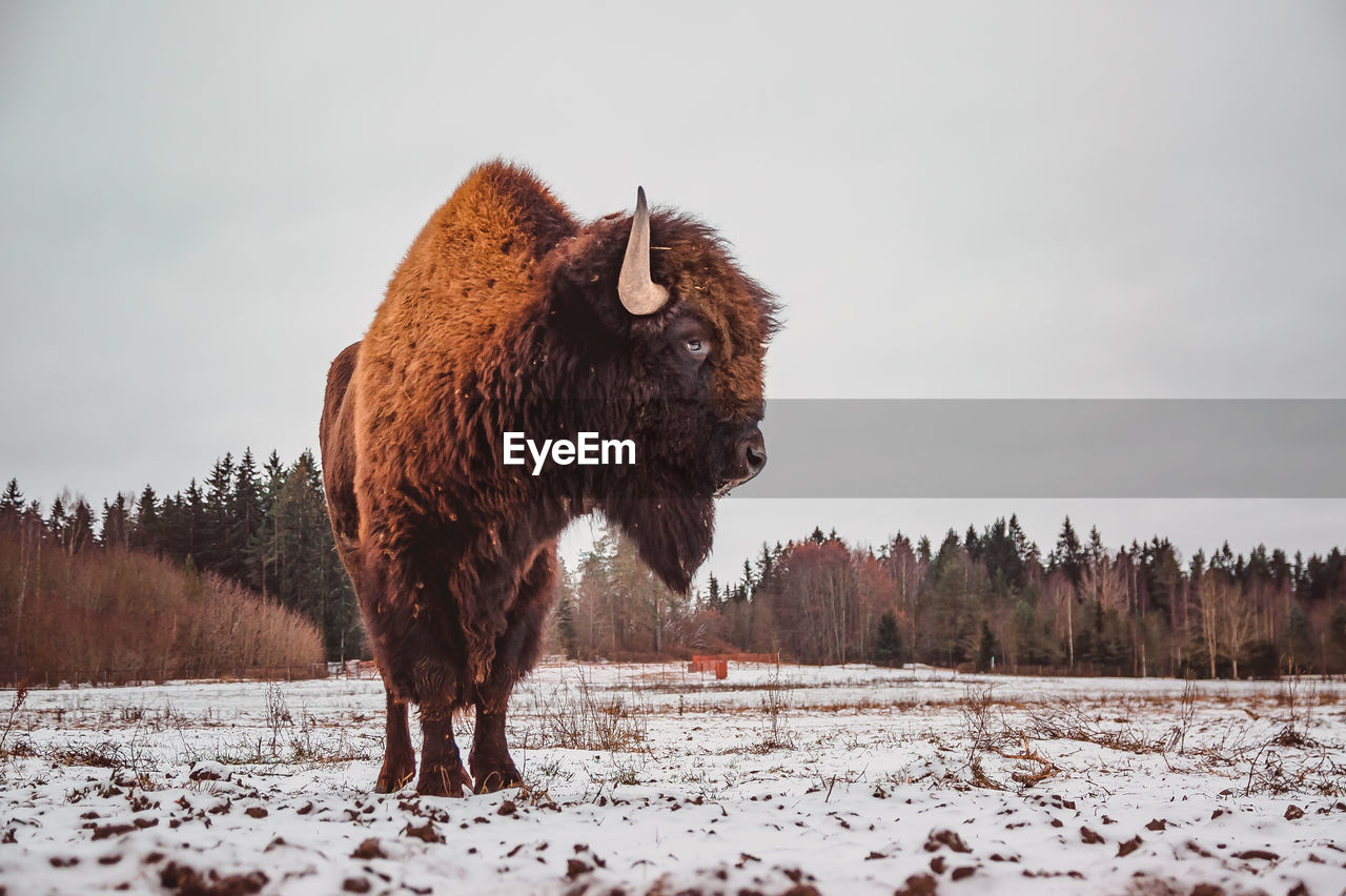animal, animal themes, snow, bison, winter, mammal, cold temperature, animal wildlife, american bison, nature, wildlife, landscape, cattle, one animal, sky, environment, land, animal hair, tree, domestic animals, horned, no people, beauty in nature, livestock, plant, muskox, standing, outdoors, forest, cloud, bull, scenics - nature, wilderness, brown
