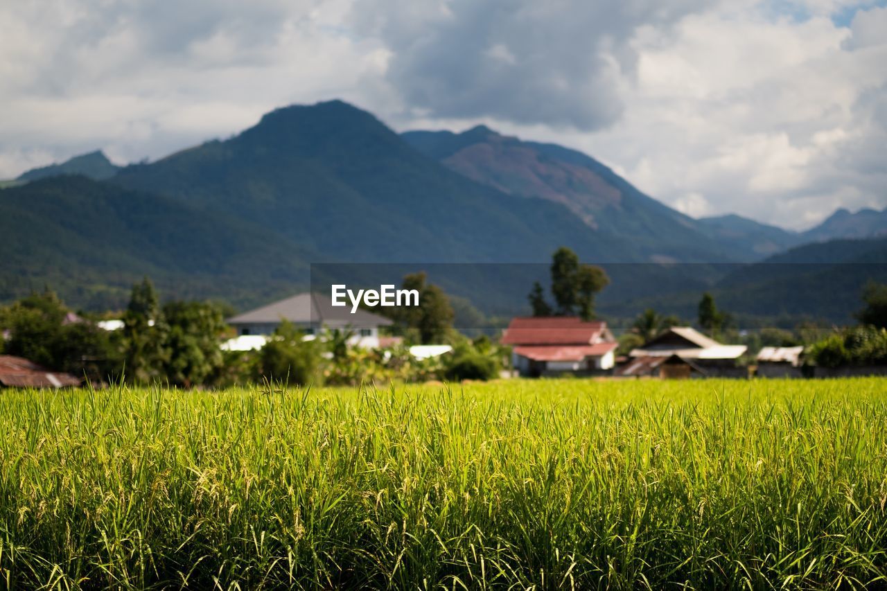 SCENIC VIEW OF FIELD AGAINST MOUNTAINS