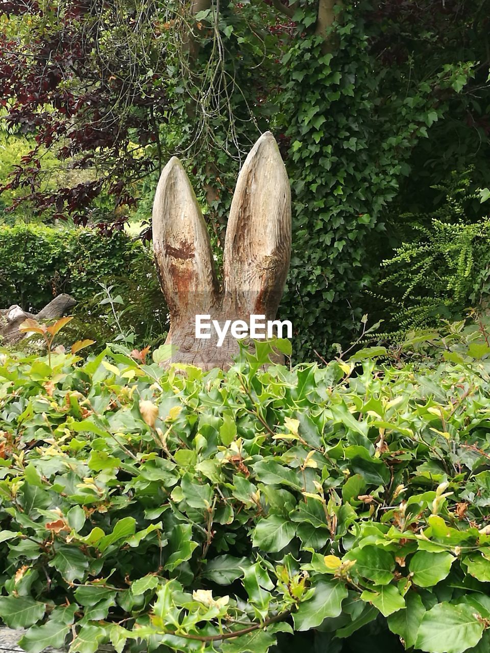 CLOSE-UP OF TURTLE IN PLANTS