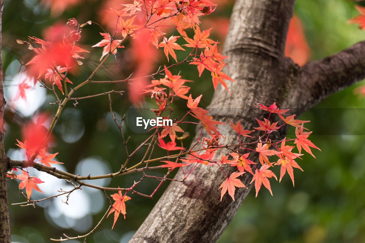 tree, plant, branch, leaf, nature, autumn, plant part, beauty in nature, flower, red, tree trunk, trunk, no people, maple, outdoors, forest, growth, day, twig, environment, tranquility, shrub, land, focus on foreground, spring, fruit, close-up, landscape, blossom, travel destinations, food