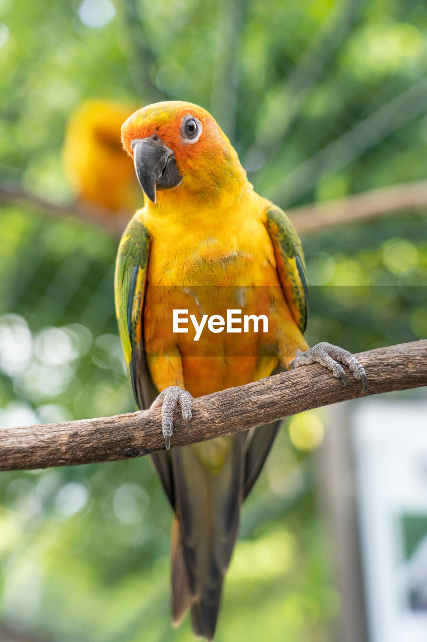 CLOSE-UP OF BIRD PERCHING ON BRANCH