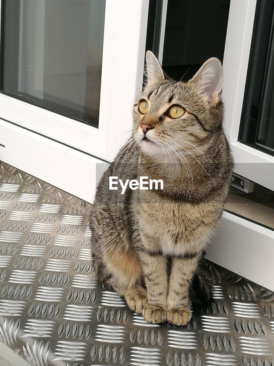 Close-up of a cat looking away