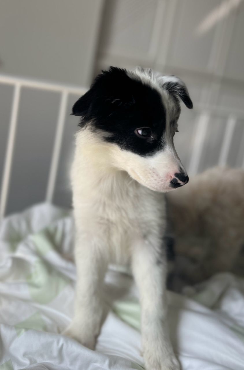pet, one animal, dog, animal themes, mammal, animal, domestic animals, canine, indoors, puppy, bed, domestic room, bedroom, furniture, young animal, border collie, white, no people, cute, looking, sitting, looking away