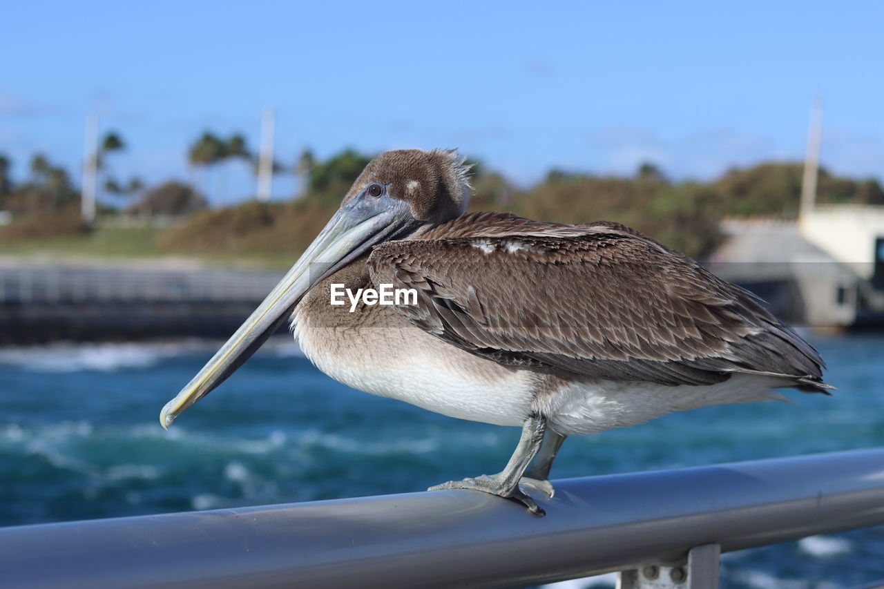 CLOSE-UP OF SPARROW PERCHING ON RAILING