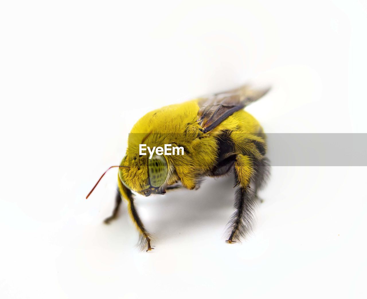 Close-up of bumble bee over white background