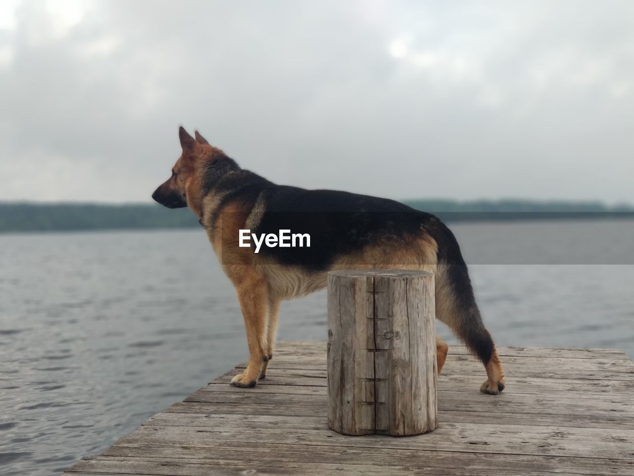 DOG STANDING IN SEA