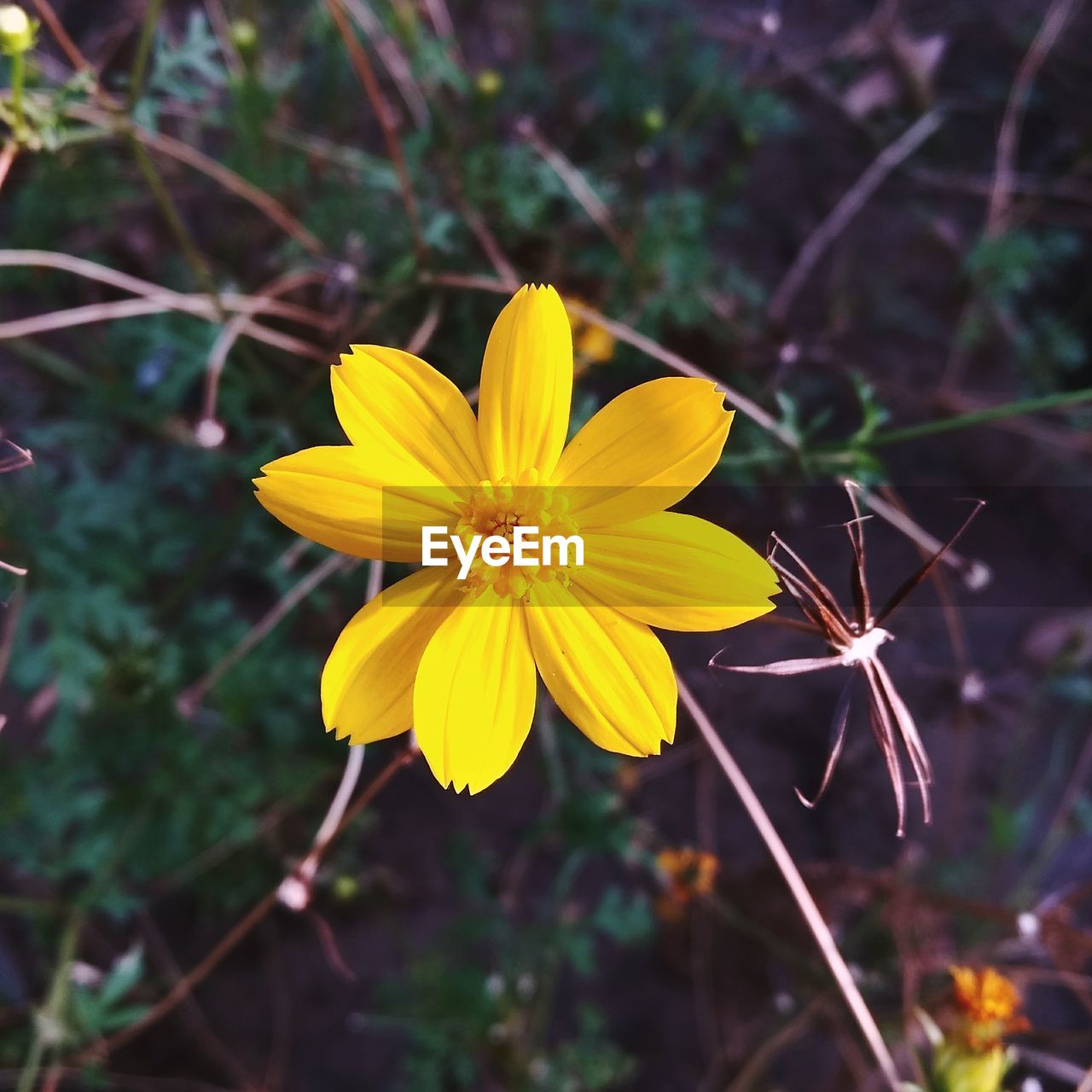CLOSE-UP OF YELLOW FLOWERING PLANTS