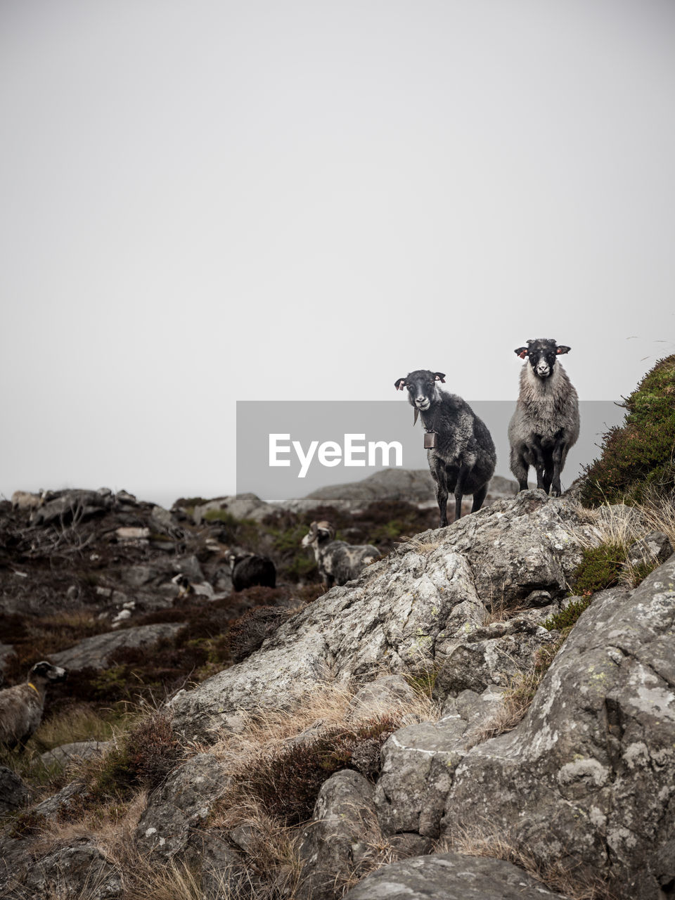 Low angle view of sheep on mountain against clear sky