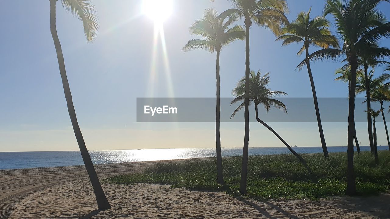 Scenic view of palm trees against sky