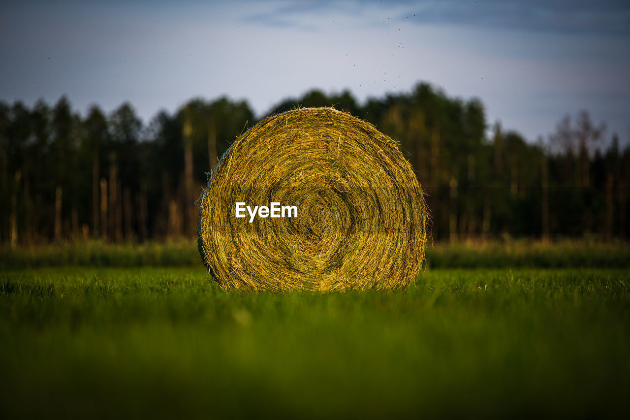 Hay bales on field against sky