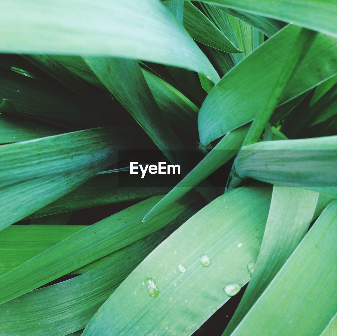 Macro shot of green leaves