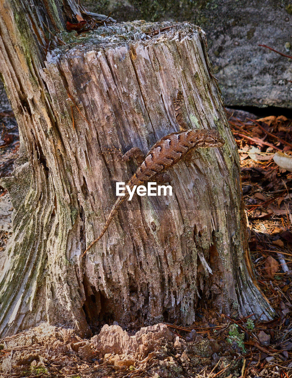 Fence lizard on tree stump