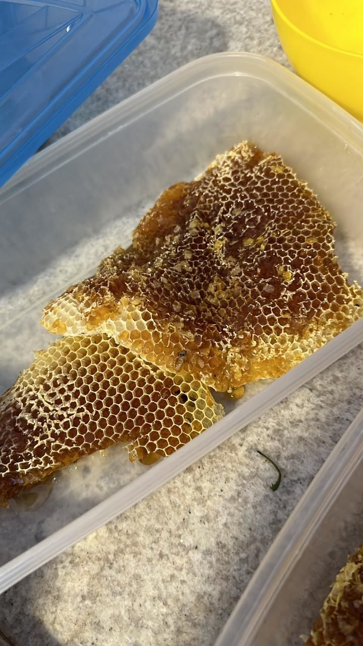 food, yellow, food and drink, honeycomb, produce, no people, container, crop, freshness, beehive, high angle view, meal, seed