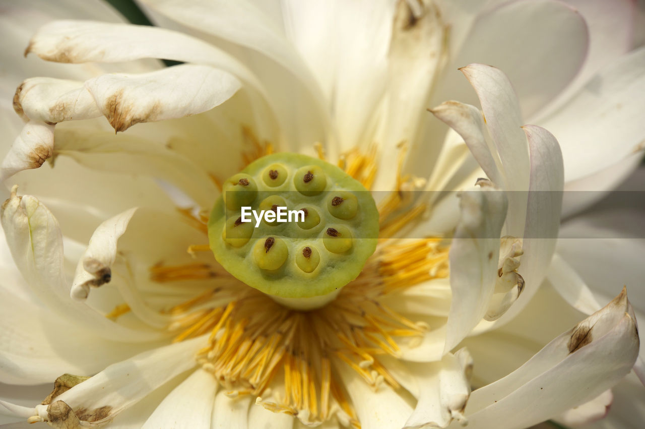 CLOSE-UP OF WHITE AND FLOWER