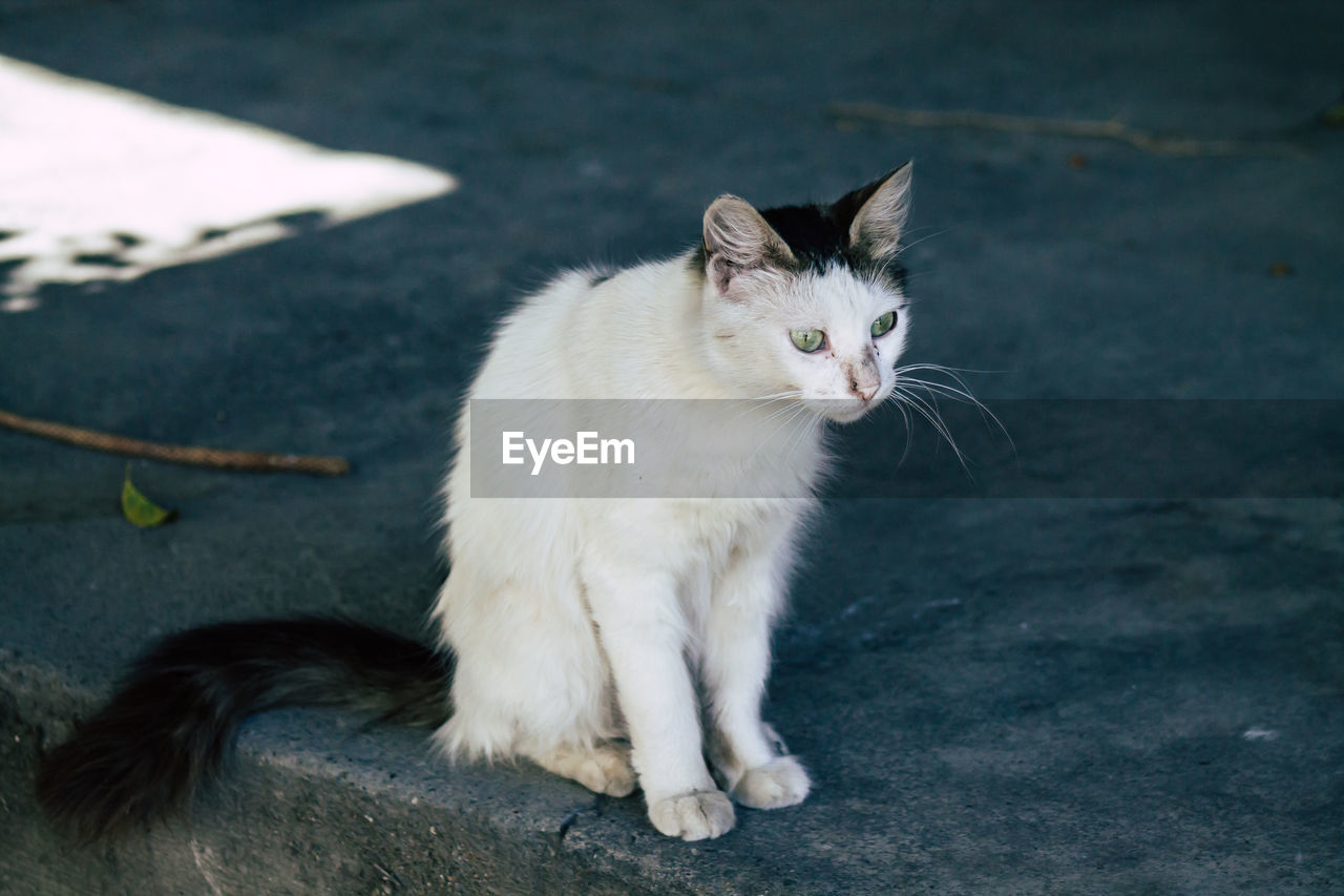 HIGH ANGLE VIEW OF CAT SITTING