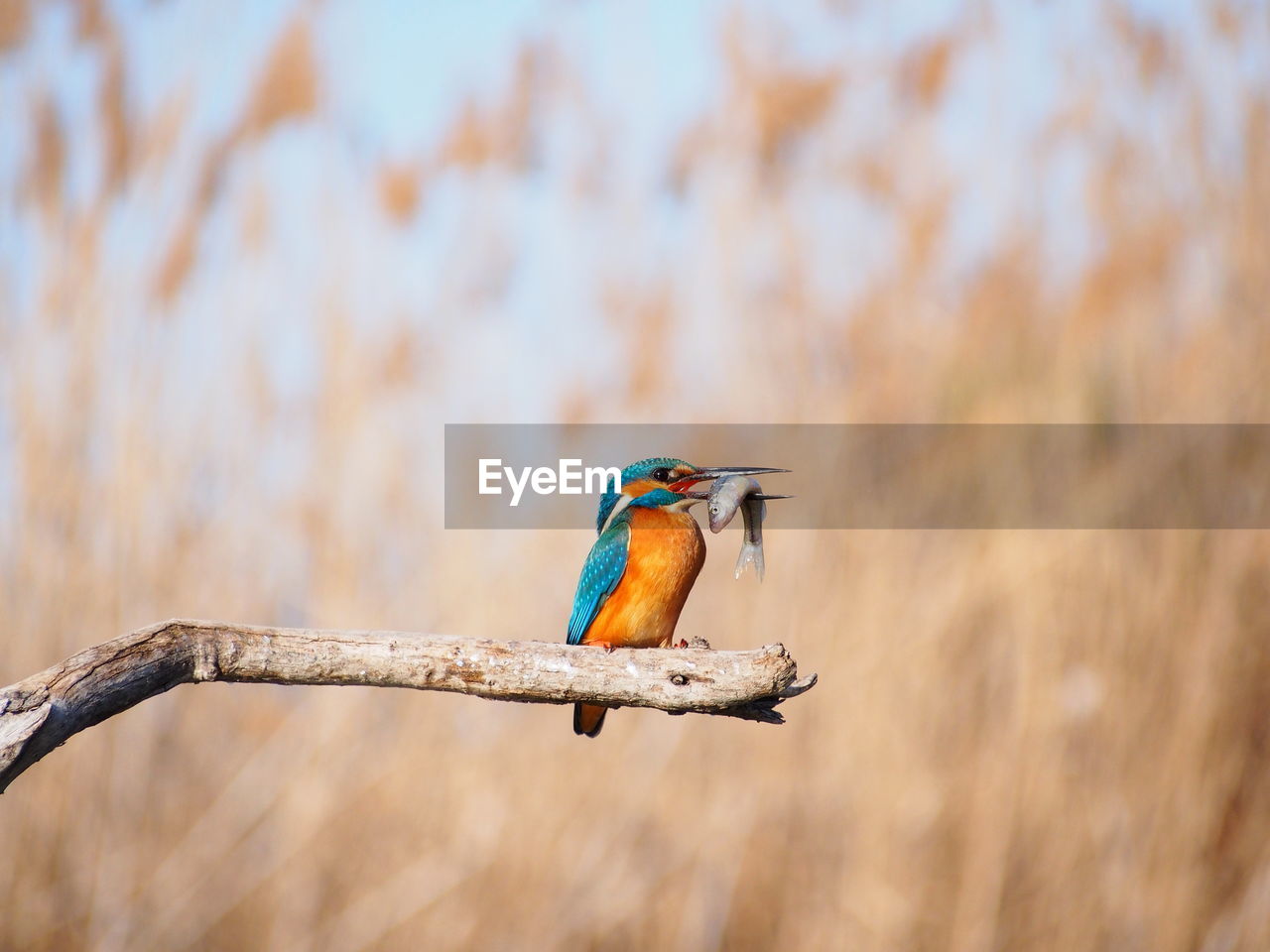 Close-up of bird perching on branch