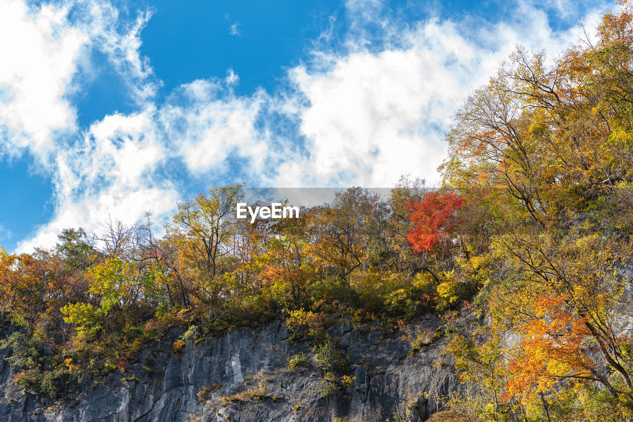 LOW ANGLE VIEW OF TREES AND PLANTS IN FOREST
