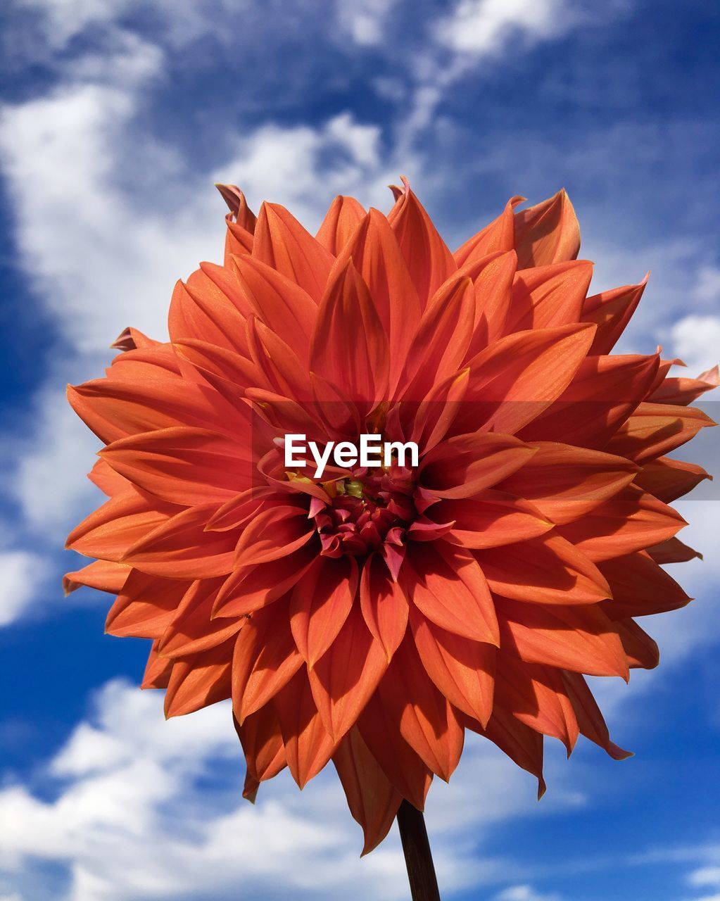 Close-up of orange flower blooming against sky