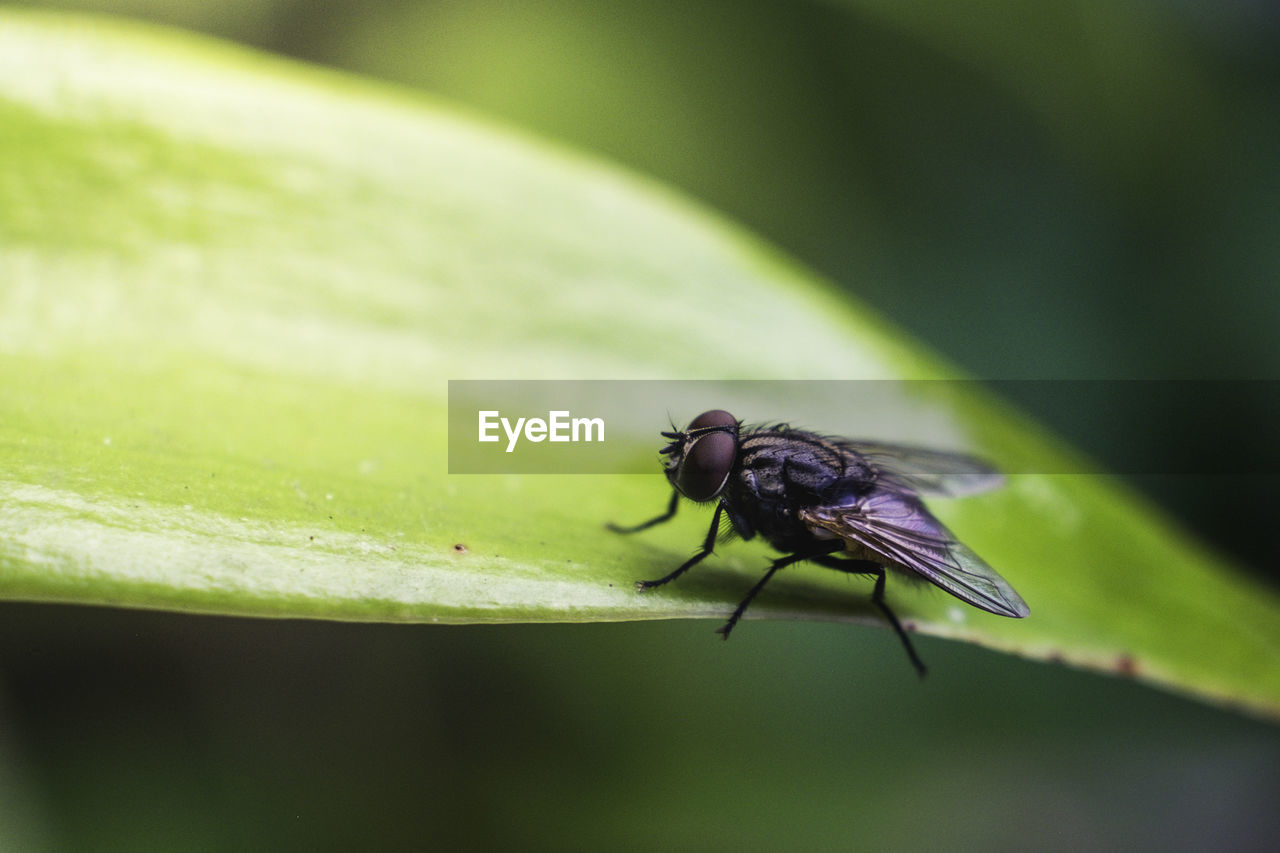 Close-up of fly on leaf