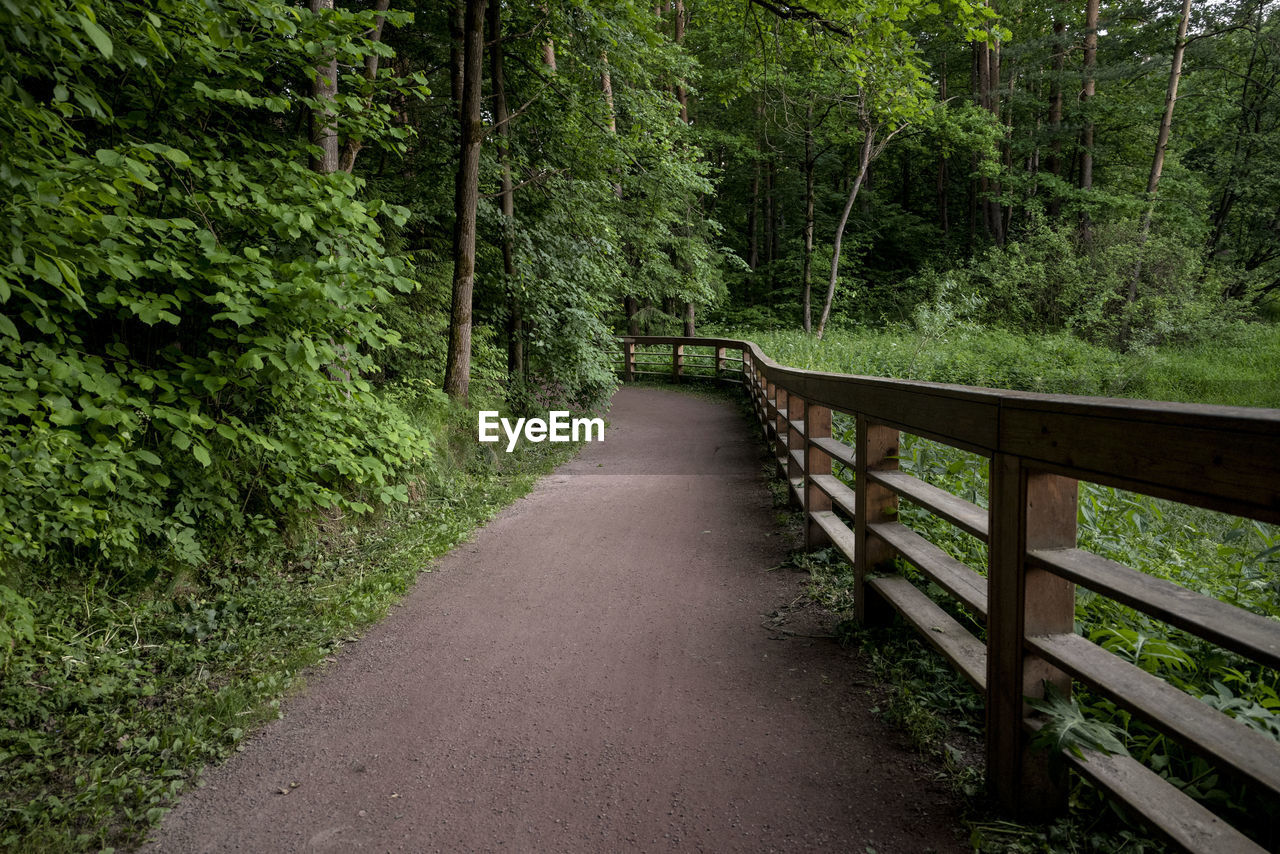 Footpath amidst trees