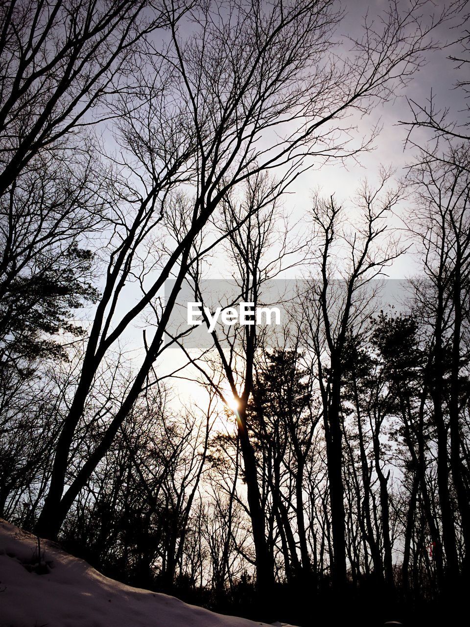 Low angle view of trees against sky at dusk