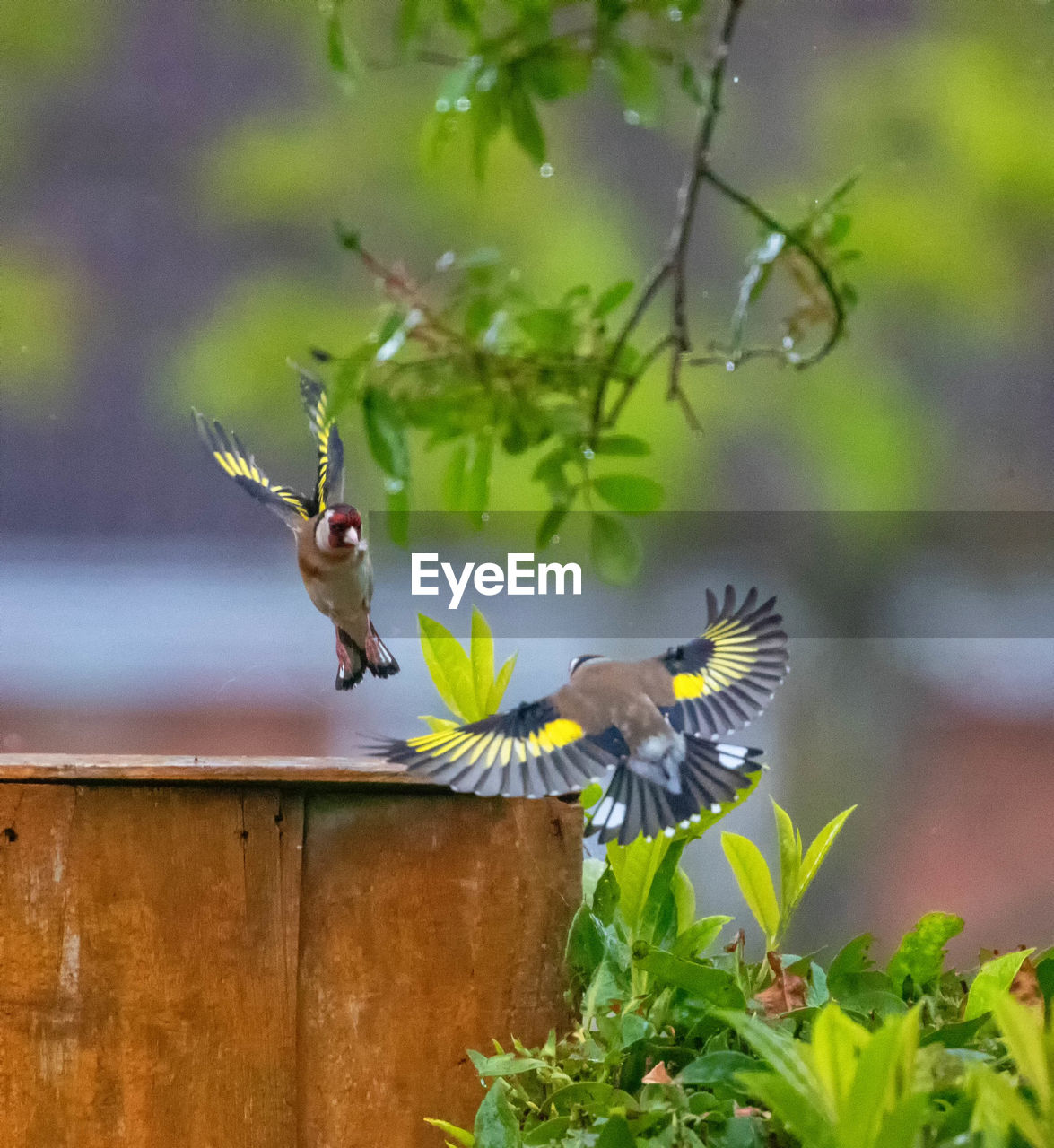 Quarrelling goldfinches 