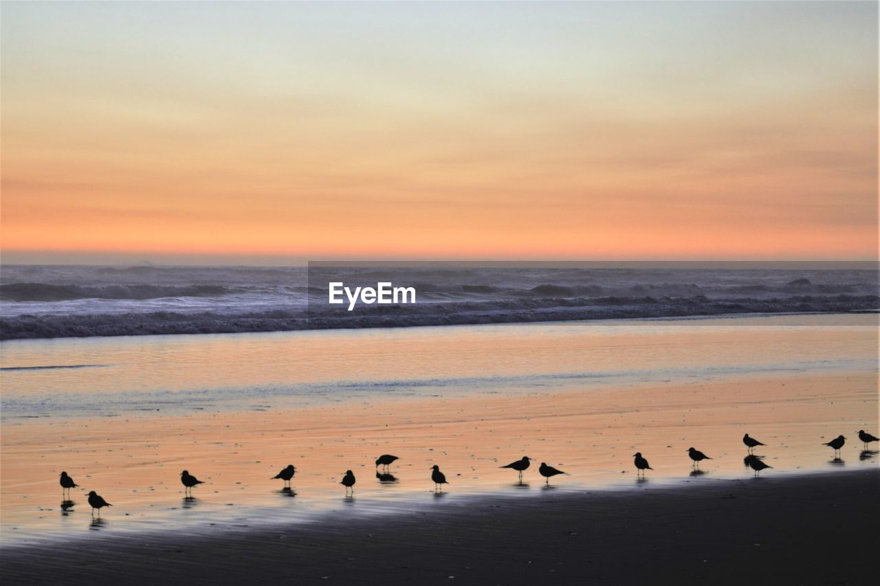 FLOCK OF BIRDS IN THE SEA