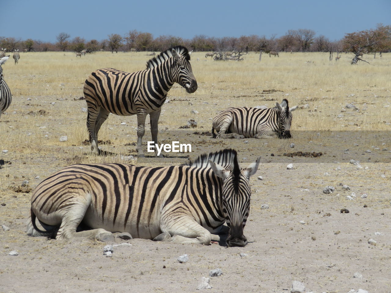 ZEBRAS AND A ZEBRA ON FIELD