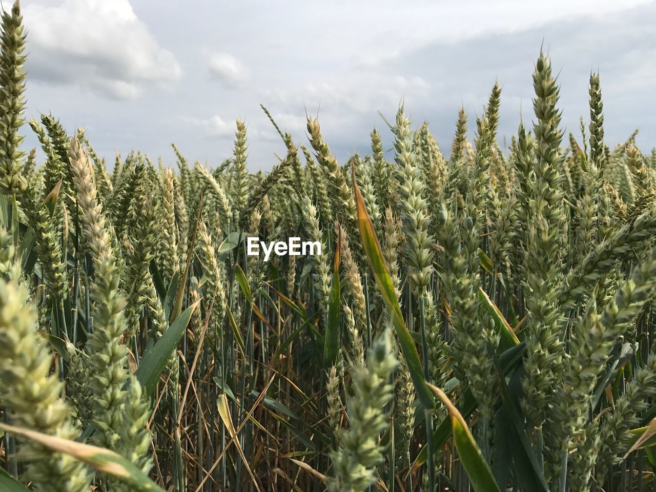 Close-up of crops growing on field against sky