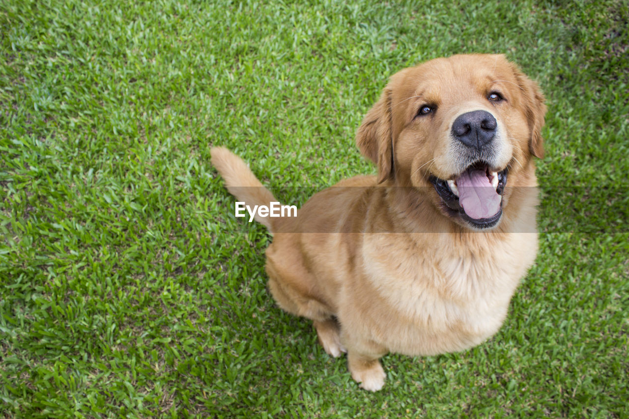 Close-up portrait of golden retriever on grassy field