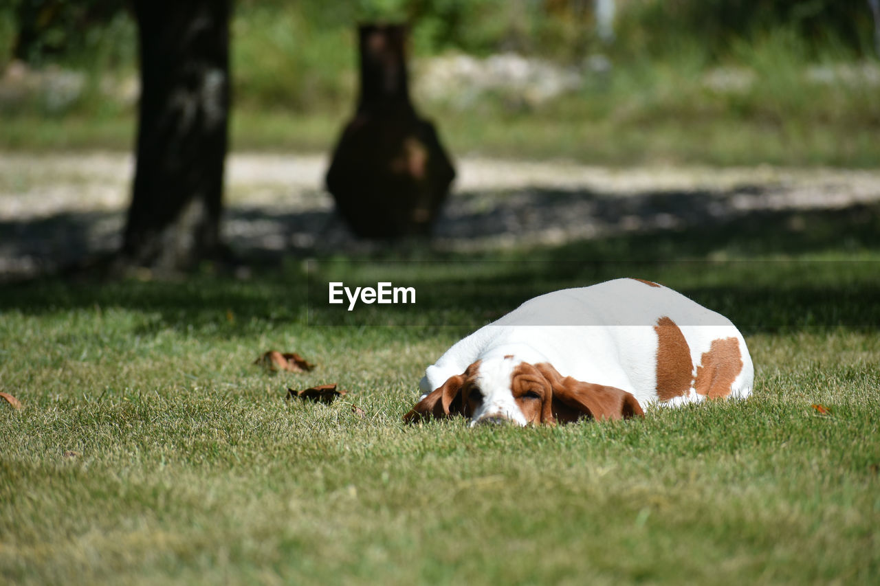 View of a dog on field