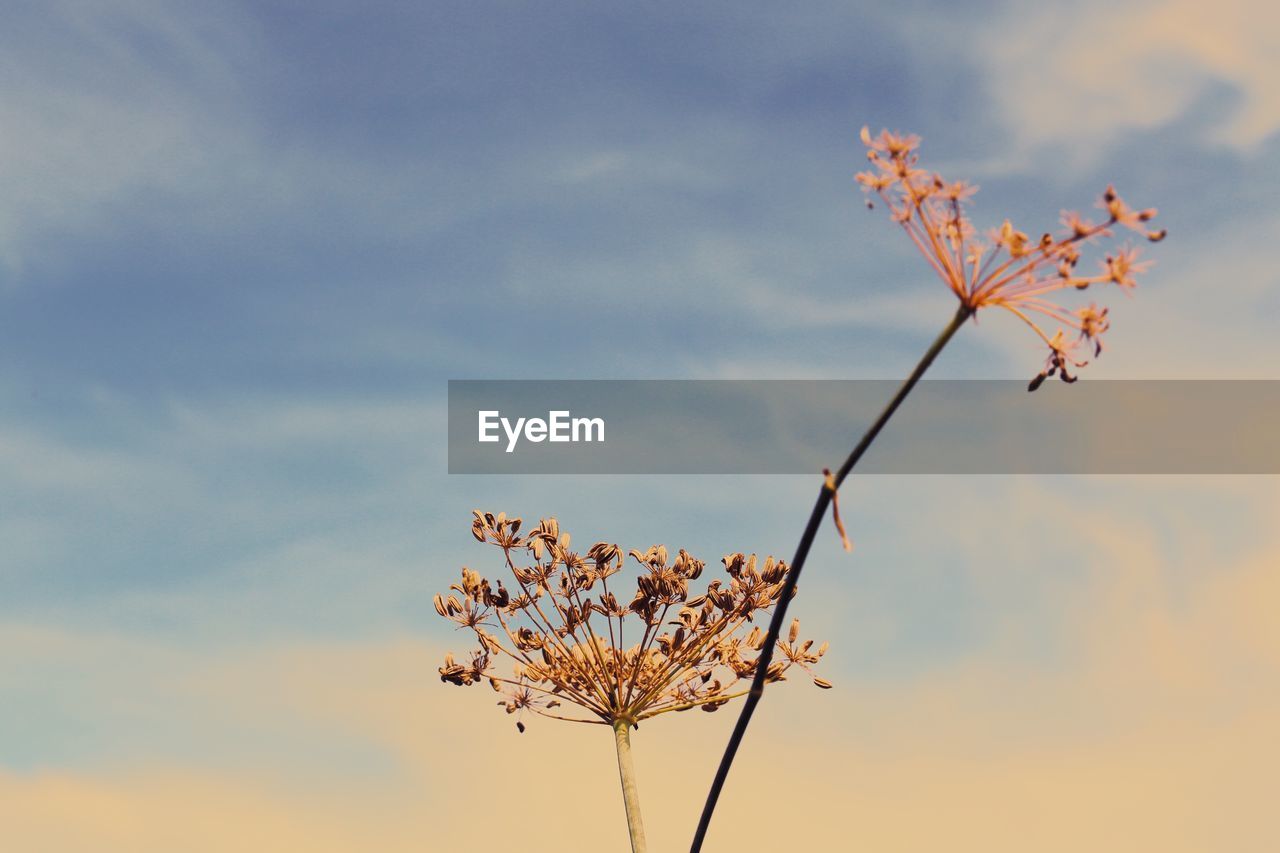 Low angle view of flowering plant against sky during sunset