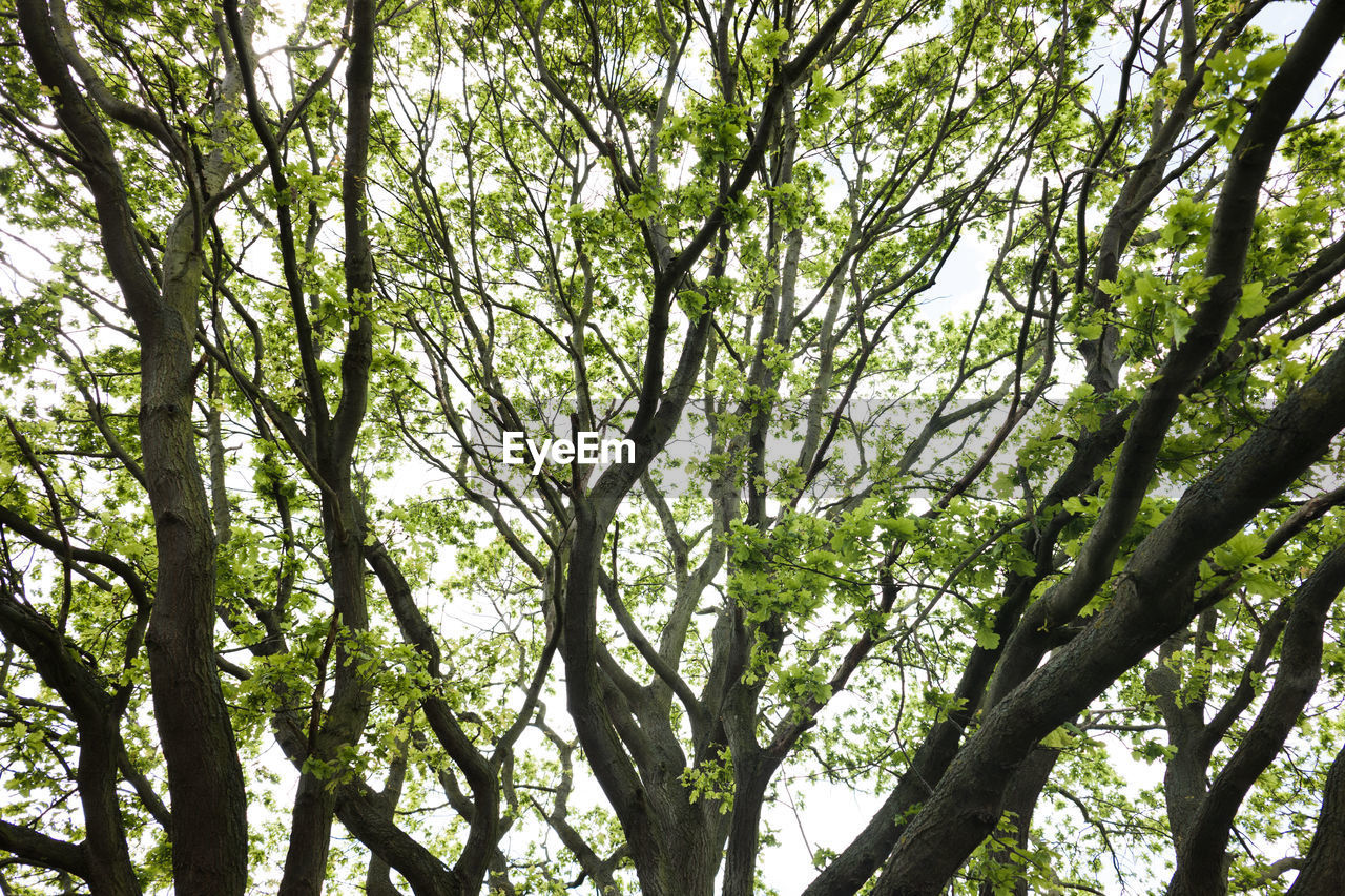 Low angle view of bamboo trees in forest