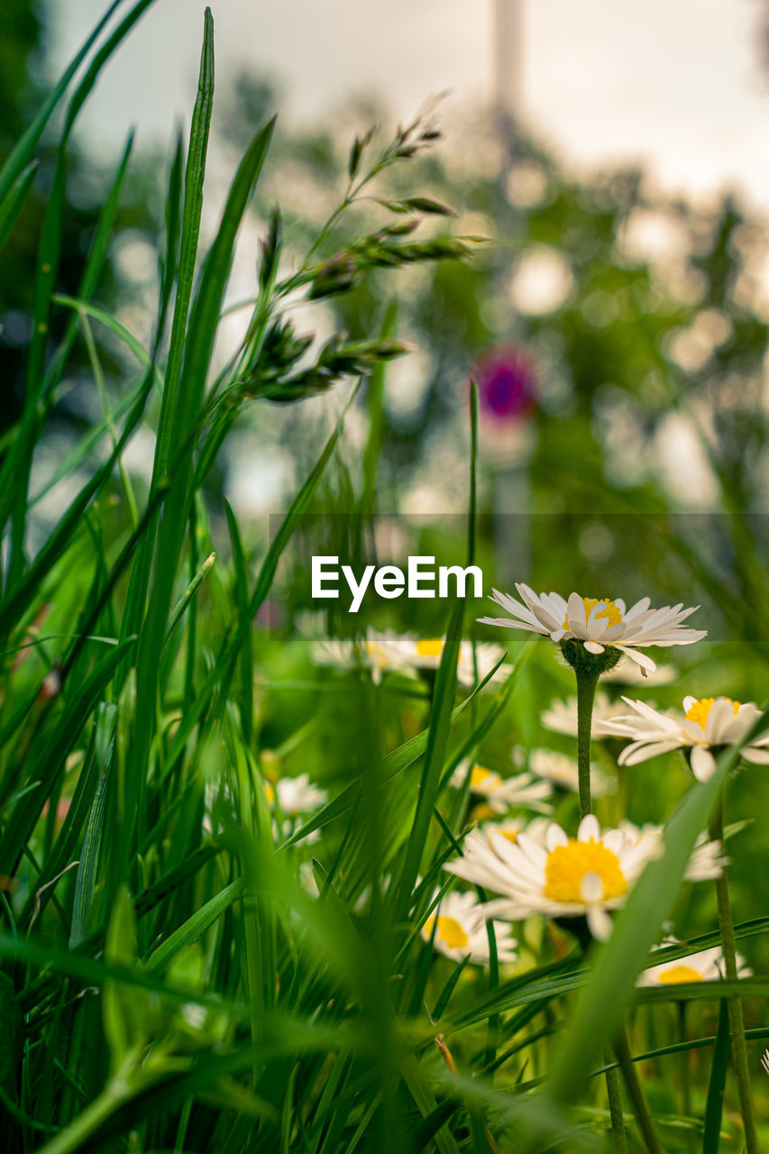 CLOSE-UP OF DAISY ON FIELD