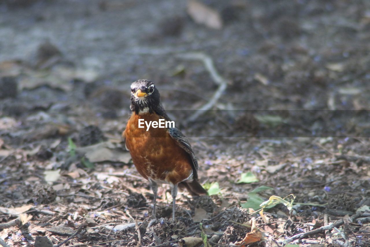 Close-up of bird on field